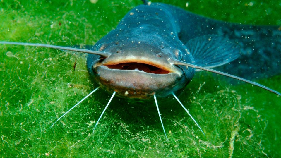 Hessen: Naturschützer pumpen kompletten See wegen invasiver Art ab