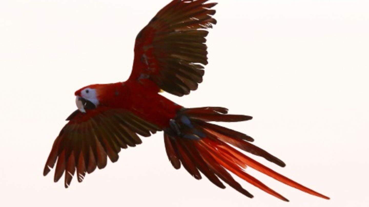 Ara im Flug