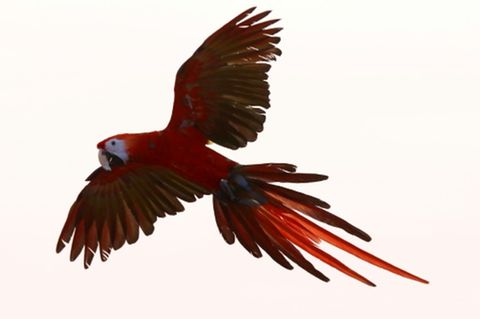 Ara im Flug