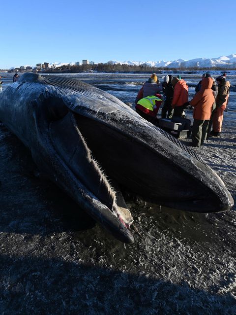 Angespülter Finnwal wird zur Attraktion in Alaska
