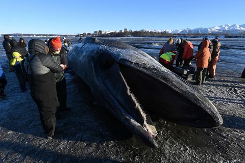 Angespülter Finnwal wird zur Attraktion in Alaska