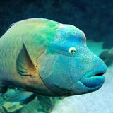 Rotes Meer Napoleonfisch