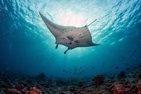 Rotes Meer Mantarochen