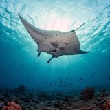 Rotes Meer Mantarochen