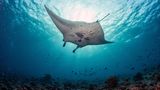 Rotes Meer Mantarochen