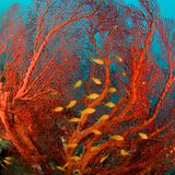 Rotes Meer Feuerkoralle