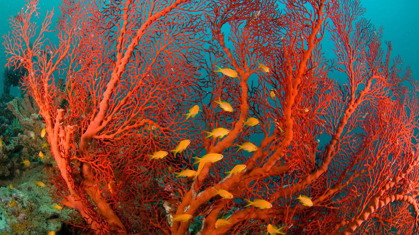 Rotes Meer Feuerkoralle