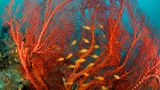 Rotes Meer Feuerkoralle