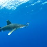 Rotes Meer Weißspitzen-Hochseehai