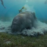 Rotes Meer Seekuh frisst Seegras