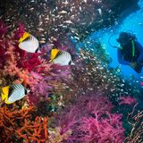 Rotes Meer intaktes Riff