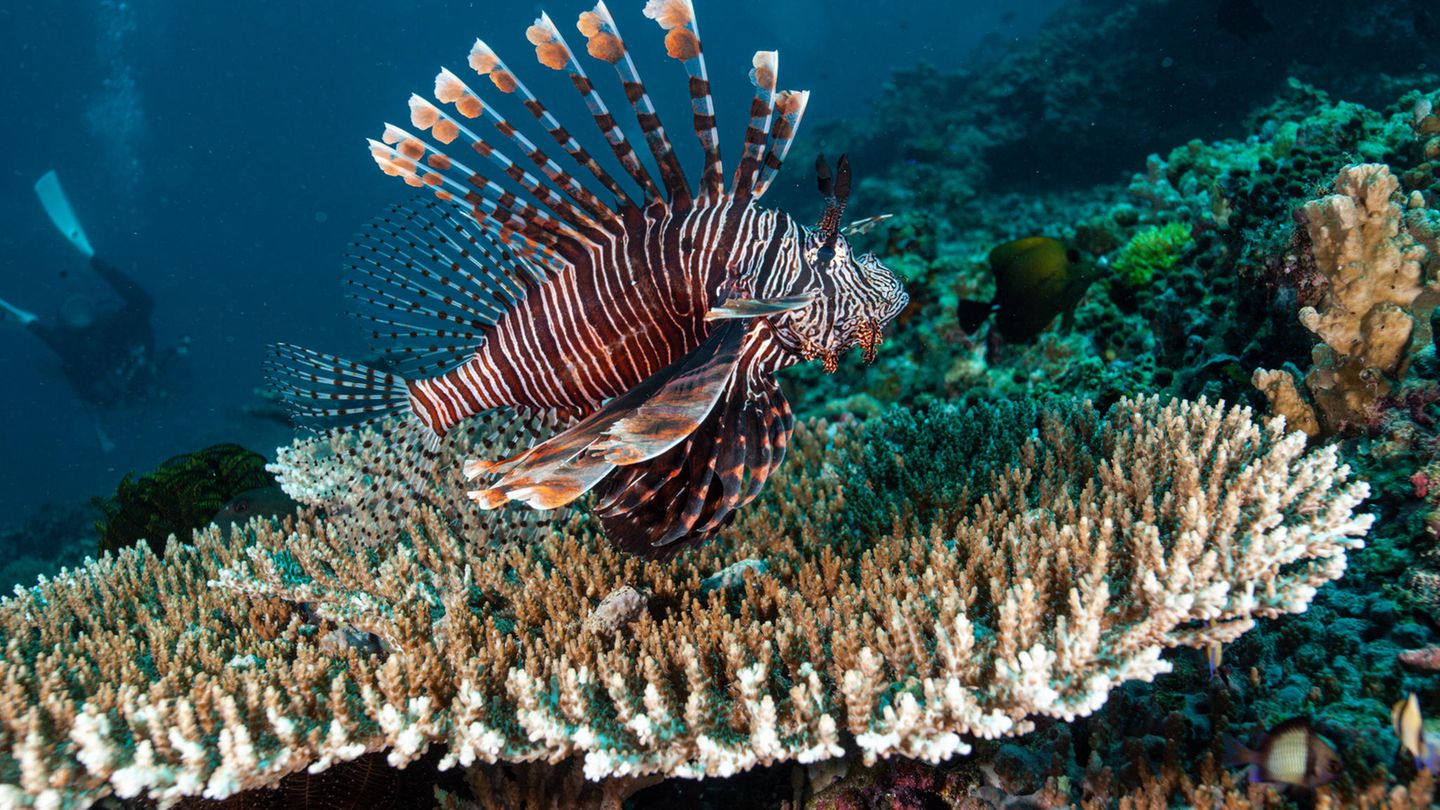 Rotes Meer Rotfeuerfisch