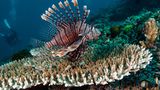 Rotes Meer Rotfeuerfisch