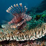 Rotes Meer Rotfeuerfisch