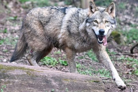 Wolf in Tierpark
