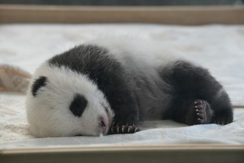 Pandababy in Berliner Zoo im Oktober 2024