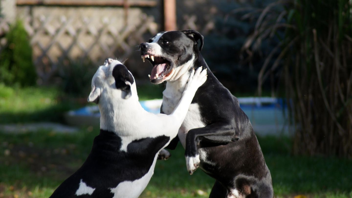 Bei einer Hausdurchsuchung fanden die Ermittler etliche Gegenstände, die auf illegale Hundekämpfe hindeuteten (Symbolfoto)