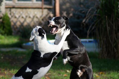Bei einer Hausdurchsuchung fanden die Ermittler etliche Gegenstände, die auf illegale Hundekämpfe hindeuteten (Symbolfoto)