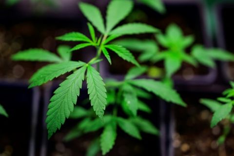Cannabispflanze