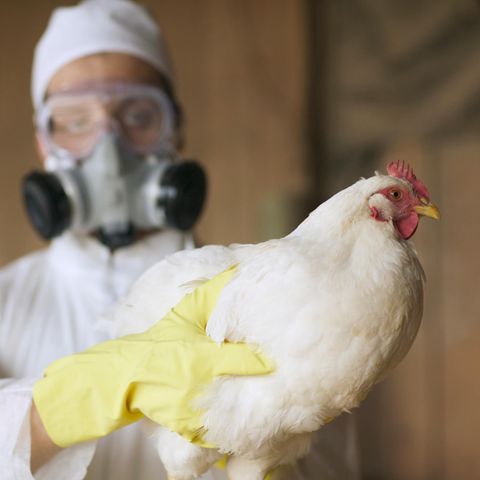 Vogelgrippe: Symbolbild mit Huhn
