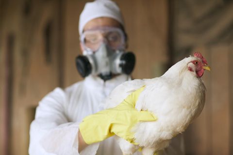 Vogelgrippe: Symbolbild mit Huhn