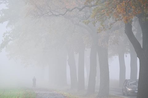 Nebel verschleiert die Landschaft mit einer Allee im Osten von Brandenburg