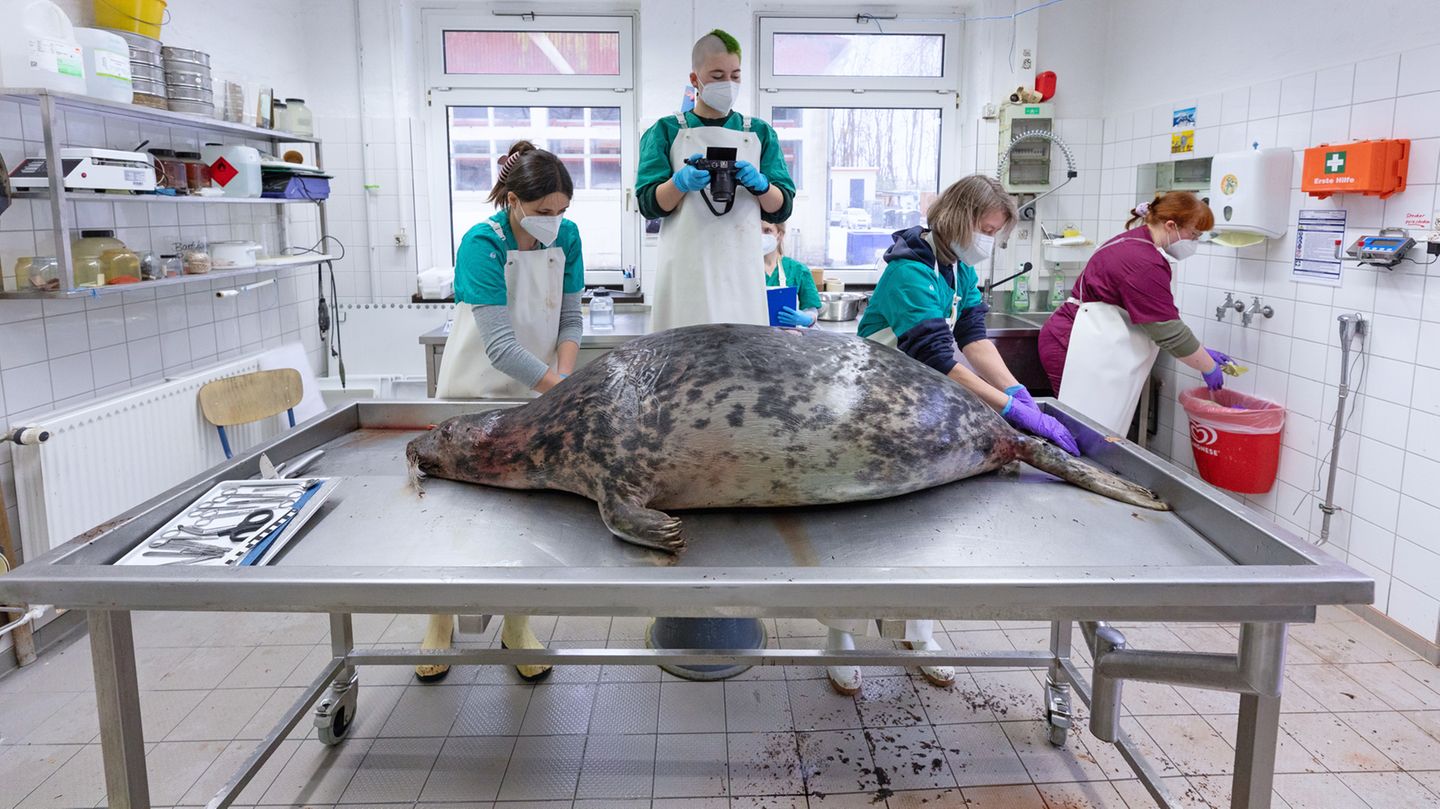 Kegelrobbe Eine tote Kegelrobbe liegt in einem Sektionsaal auf einem Tisch aus Edelstahl. Vier Menschen stehen hinter dem Tier