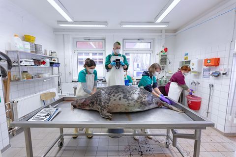 Eine tote Kegelrobbe liegt in einem Sektionsaal auf einem Tisch aus Edelstahl. Vier Menschen stehen hinter dem Tier