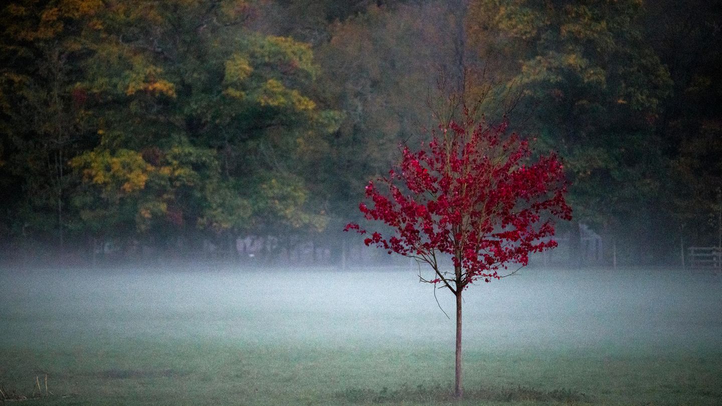 Ein rot belaubter Baum steht auf einer Wiese im Nebel im Wildpark Schloss Tambach in Bayern