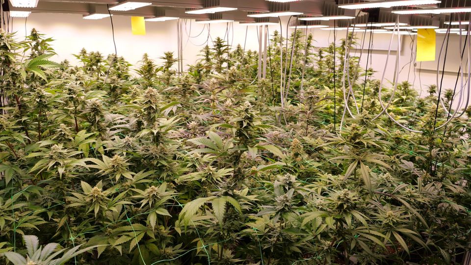 Cannabis-Clubs: Darum stehen noch immer so viele Clubs leer (Video)