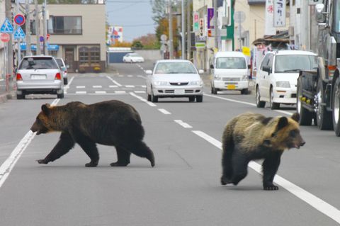 Zwei Bären unterwegs ind er Stadt in Japan