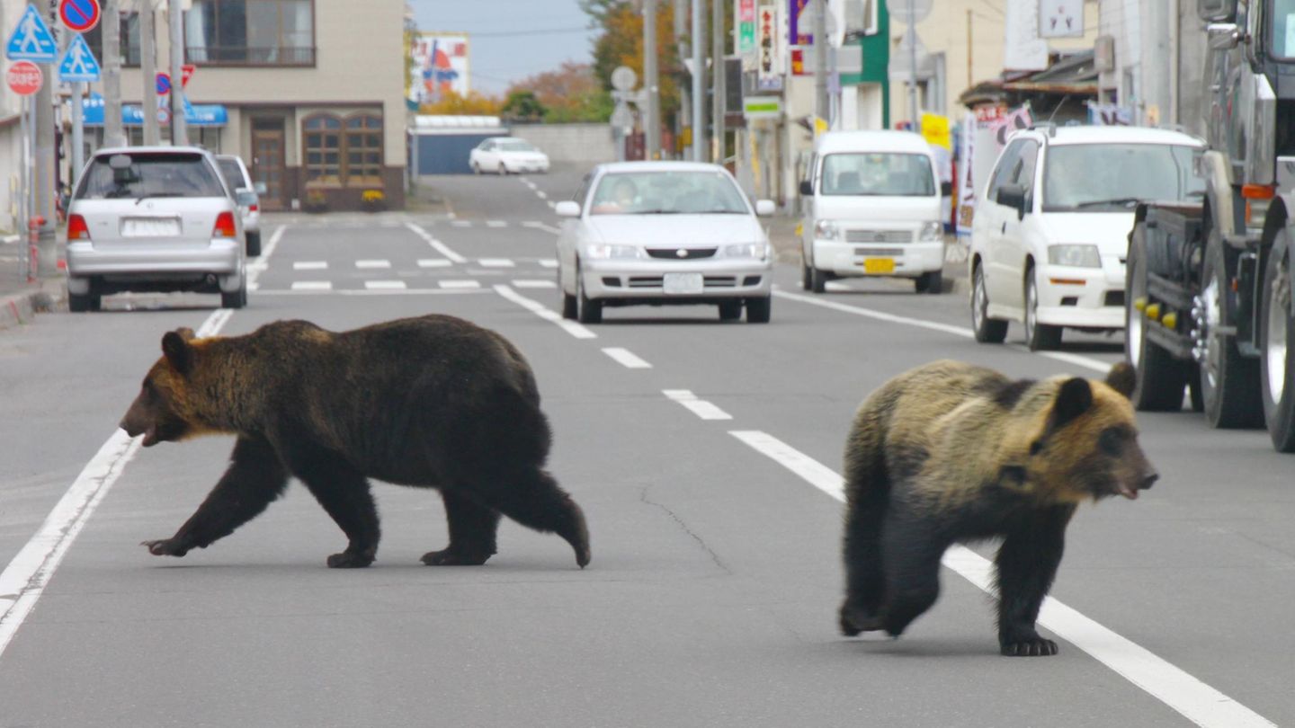 Zwei Bären unterwegs ind er Stadt in Japan