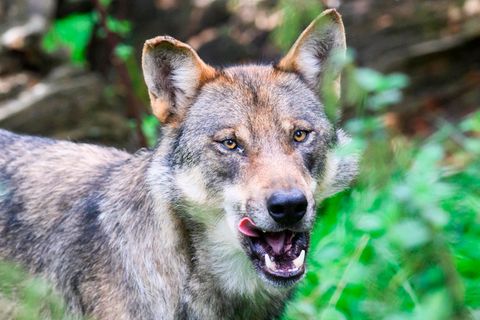 Wegen der steigenden Zahl der Wolfsrudel in Europa, sollen die Tiere leichter abgeschossen werden