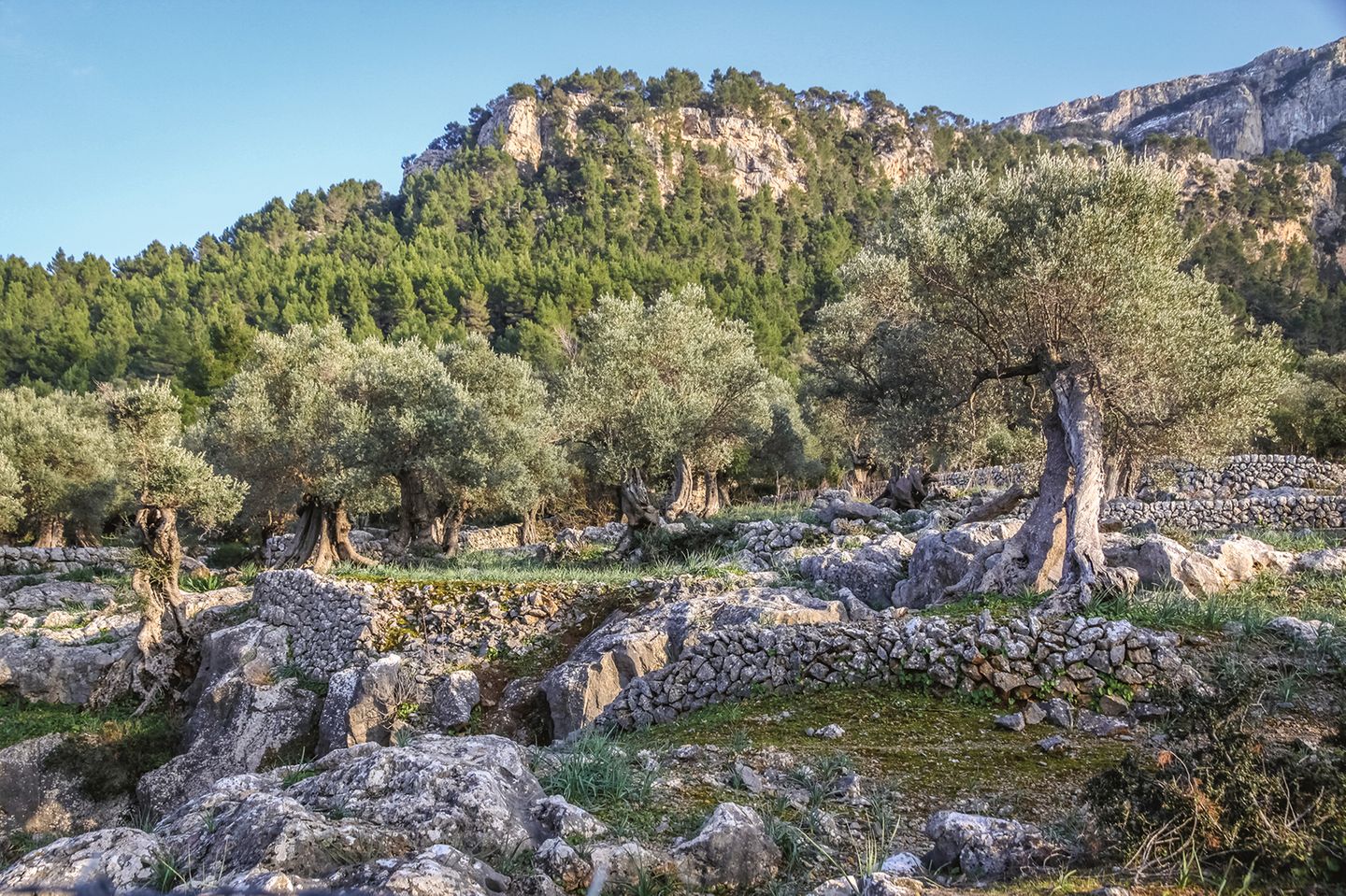 Ein treuer Begleiter auf der Insel: Olivenbäume Olivenbäume stehen auf Natursteinmauern