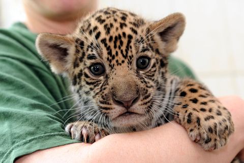 Mann trägt ein Jaguar-Baby