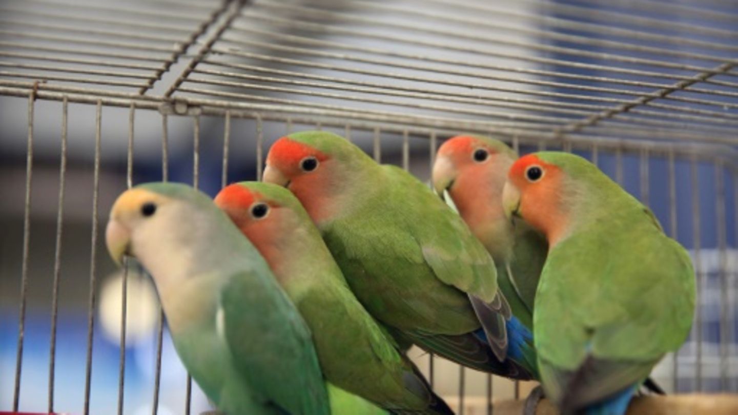 Lovebirds in Amman