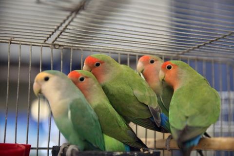 Lovebirds in Amman