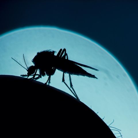 Mücke sticht in Haut, dahinter Mondsilhouette - überträgt sie Malaria?