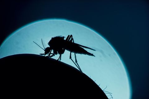 Mücke sticht in Haut, dahinter Mondsilhouette - überträgt sie Malaria?