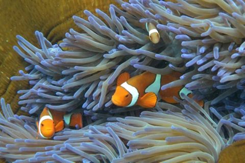 Korallen und Fische an Great Barrier Reef