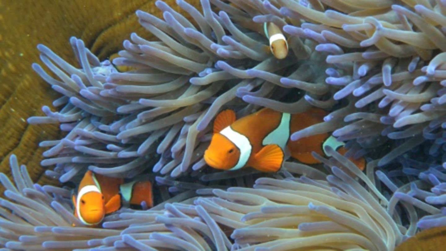 Korallen und Fische an Great Barrier Reef