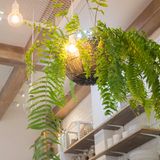 In kleinen Räumen kann man Blumentöpfe aufhängen, um Platz zu sparen