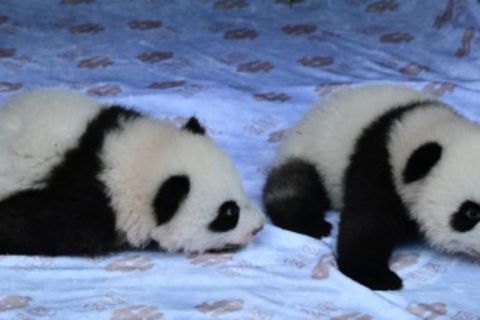 Pandazwillinge am 6. Dezember in Berlin
