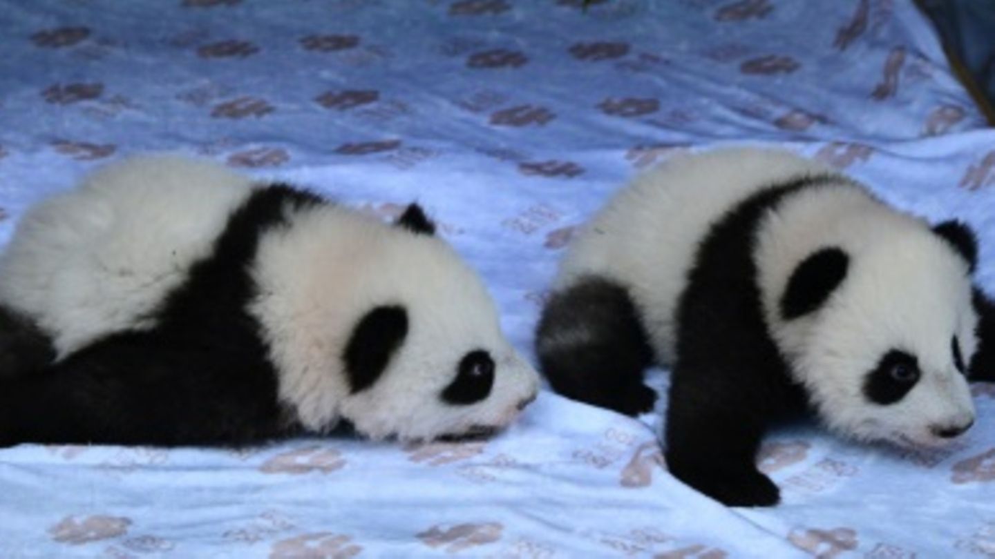 Pandazwillinge am 6. Dezember in Berlin