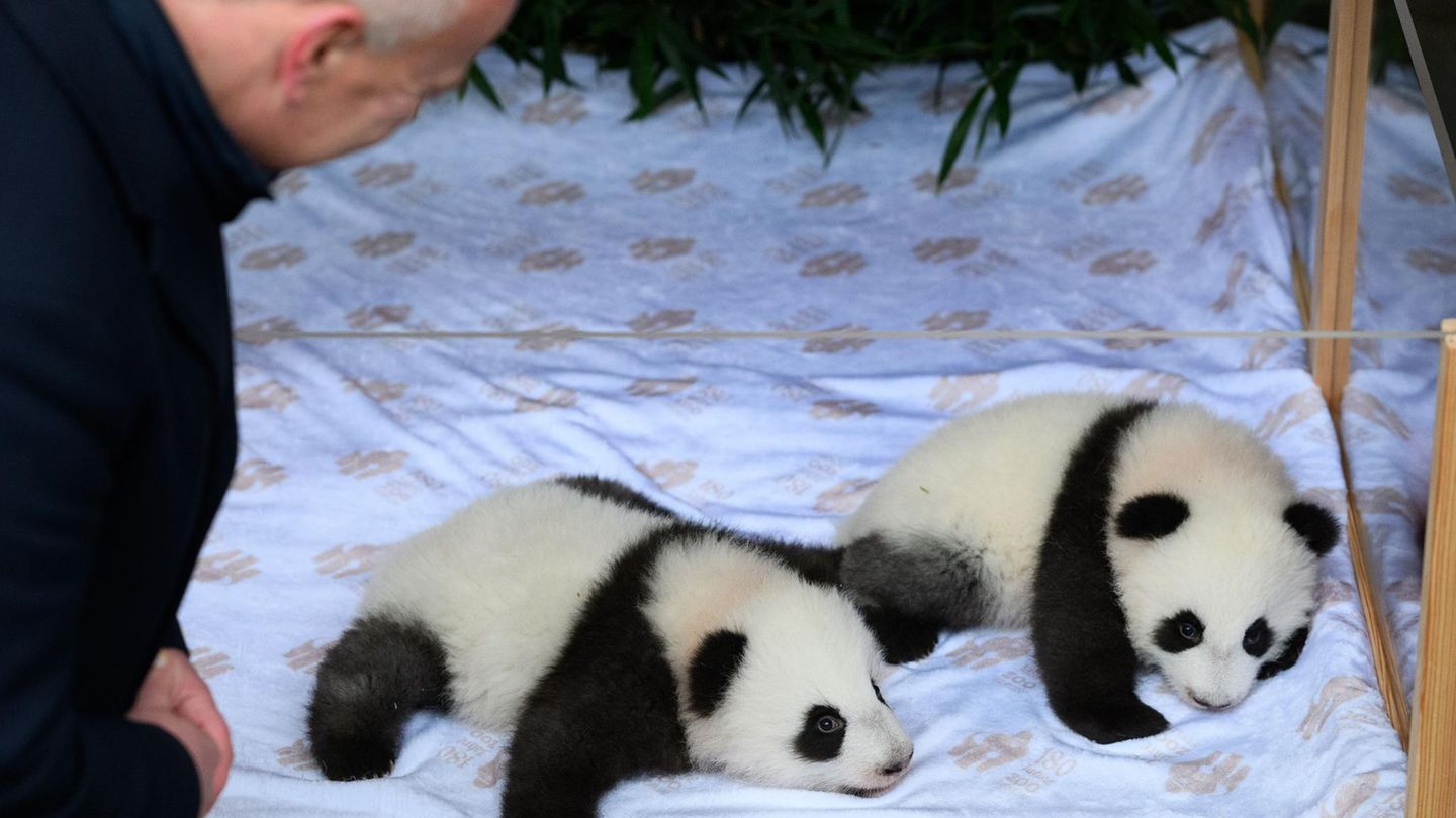 Berlins Bürgermeister Kai Wegner (CDU) bei der Namensverkündung der Panda-Zwillinge im Zoologischen Garten Berlin