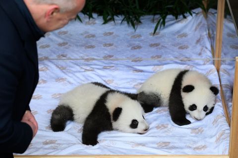 Berlins Bürgermeister Kai Wegner (CDU) bei der Namensverkündung der Panda-Zwillinge im Zoologischen Garten Berlin