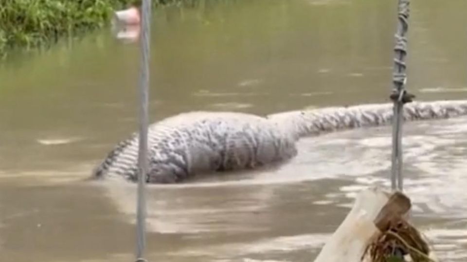 XXL-Python schlängelt sich durch überflutete Straße (Video)
