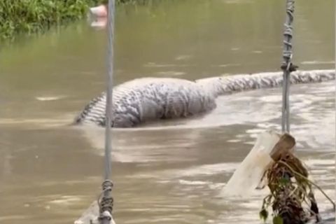 XXL-Python schlängelt sich durch überflutete Straße (Video)