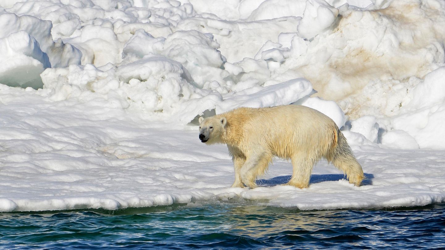 Ein Eisbär in Alaska