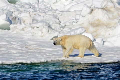 Ein Eisbär in Alaska